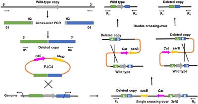 Metabolic Regulation of Organic Acid Biosynthesis in Actinobacillus succinogenes